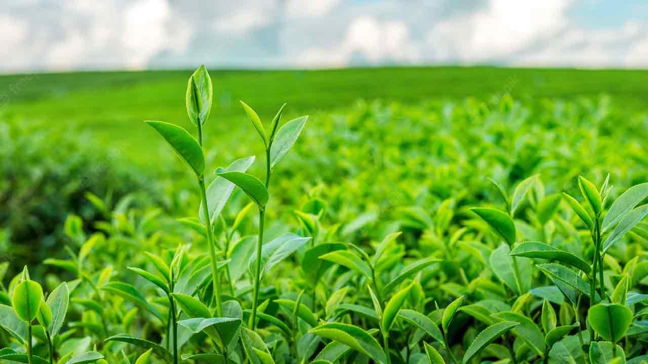 Crop field