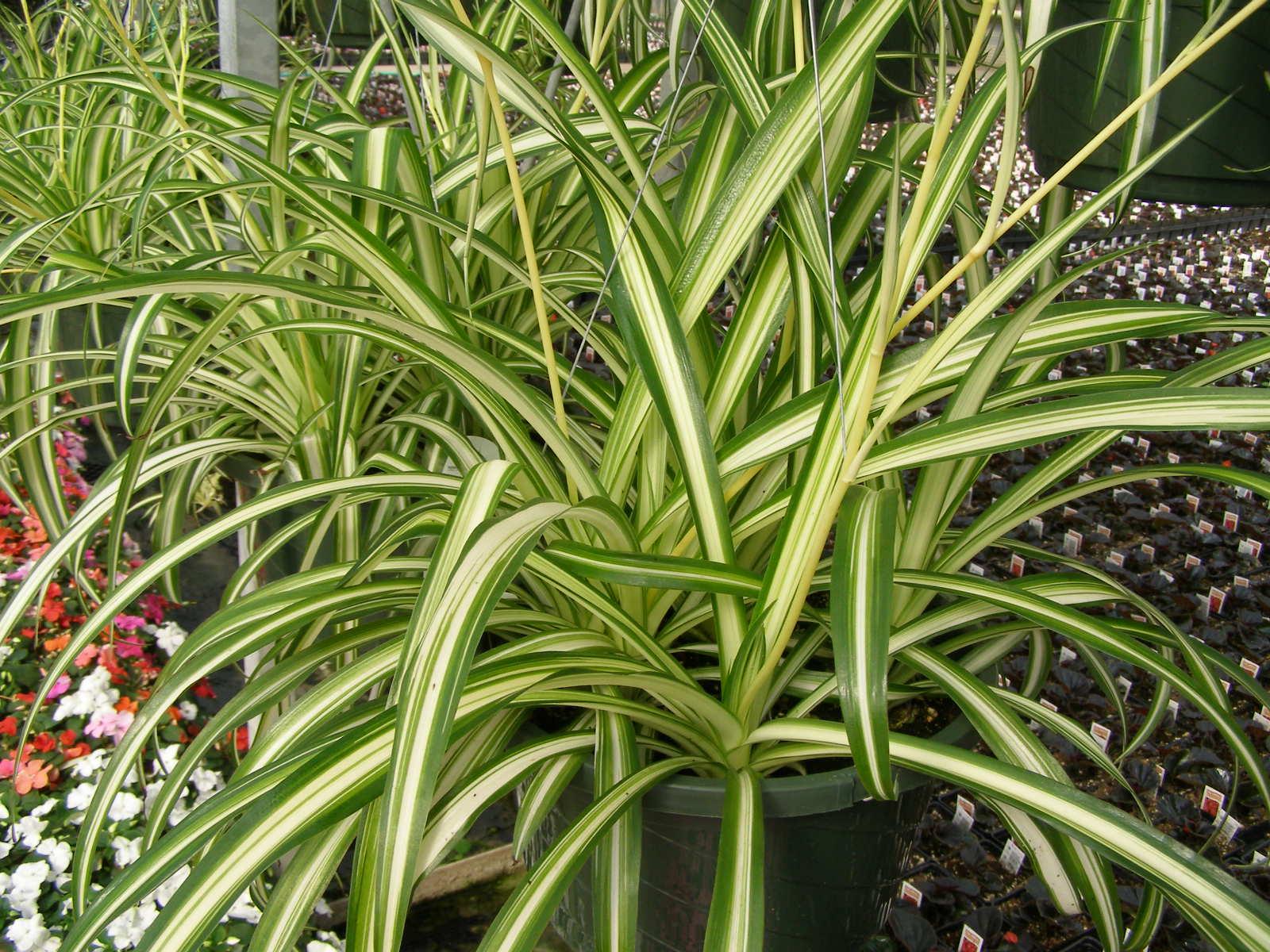african spider plant