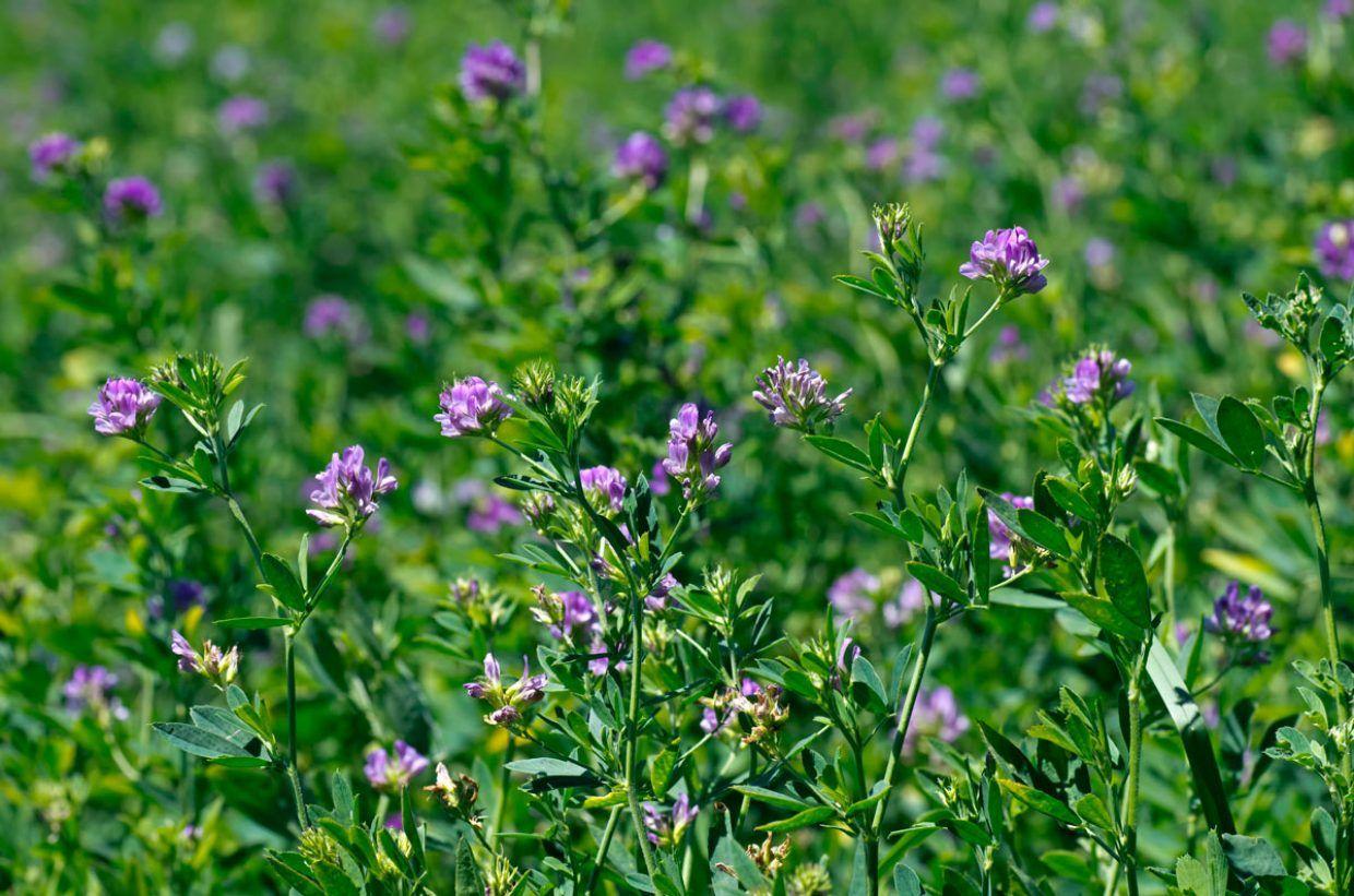 alfalfa