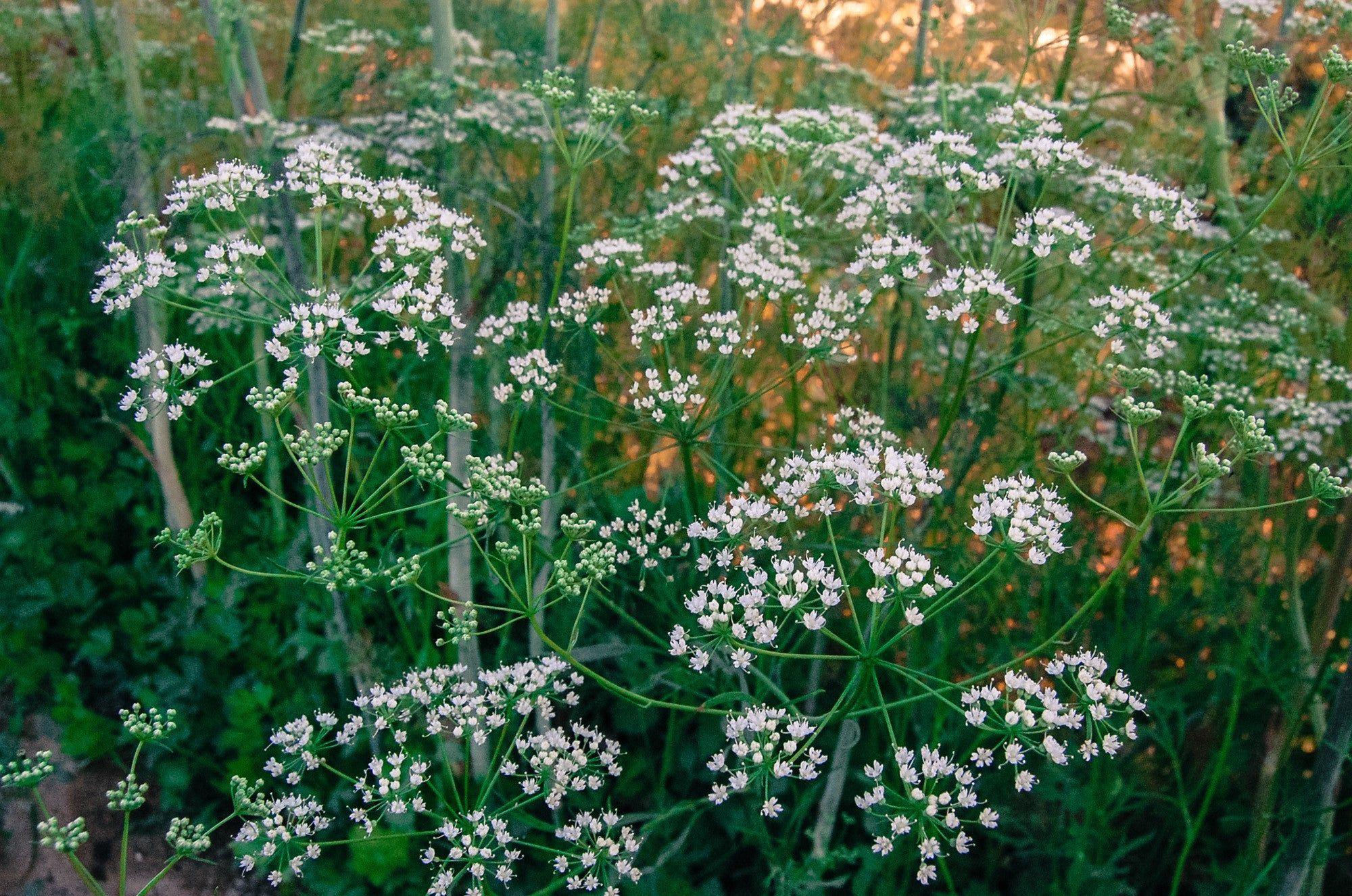 anise
