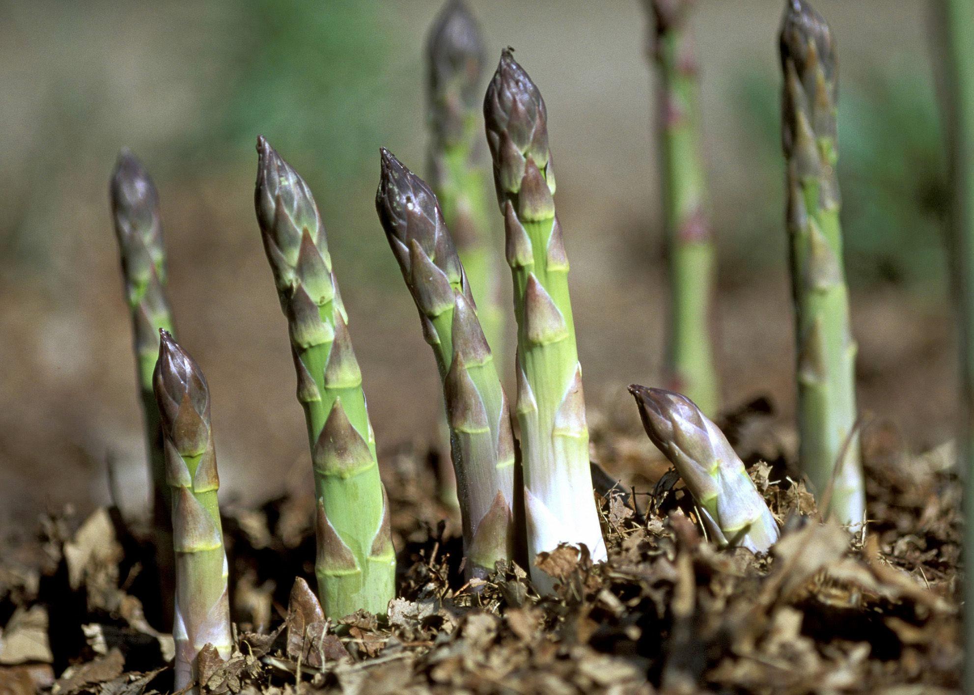asparagus