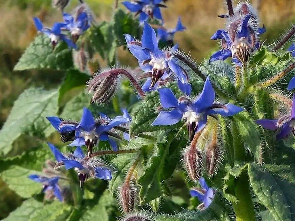 borage