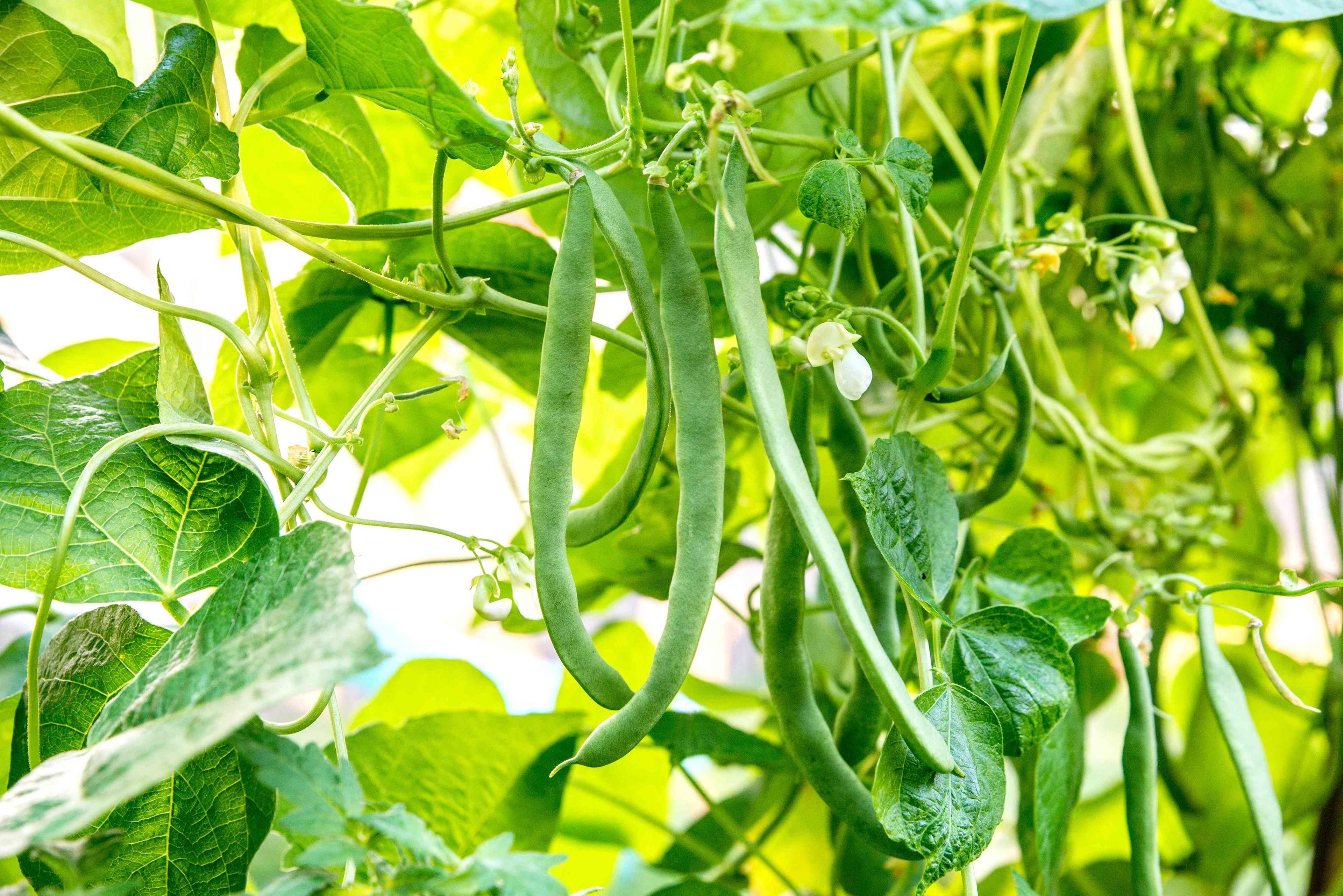 bush bean