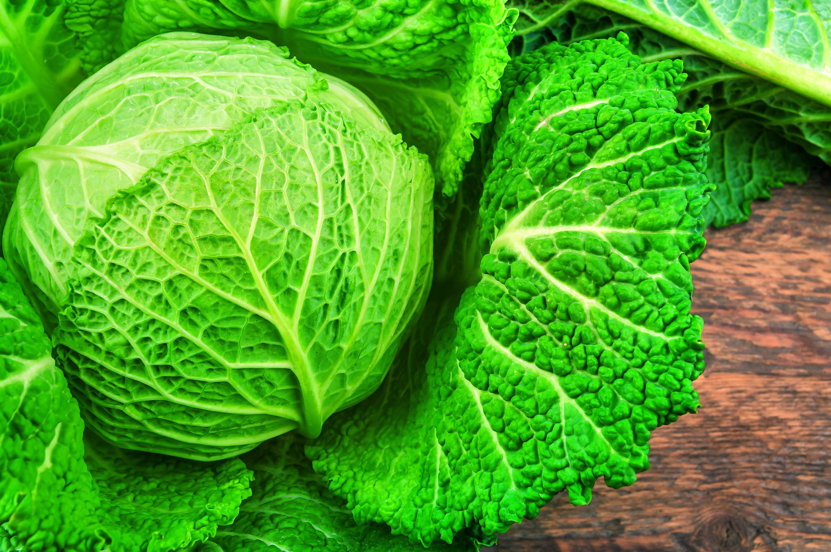 cabbage