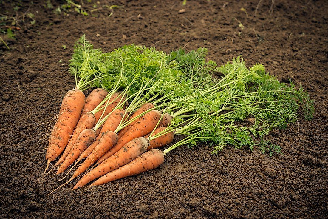 carrot