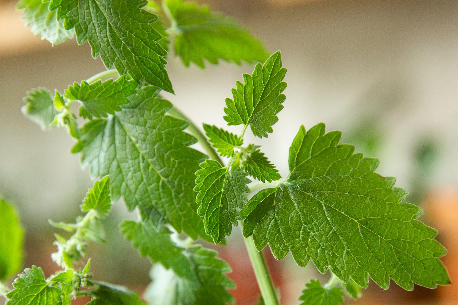 catnip
