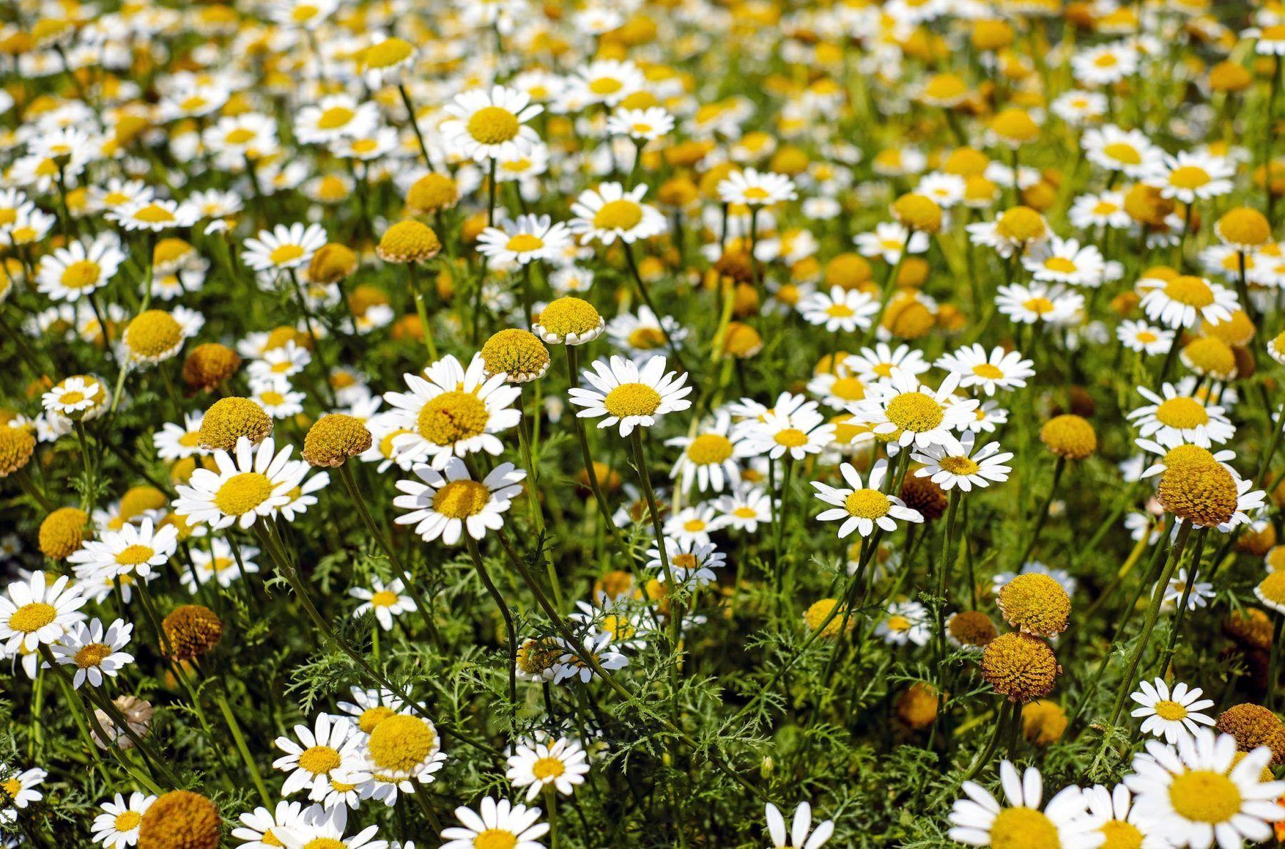 chamomile