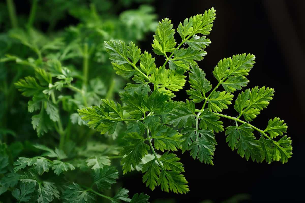 chervil