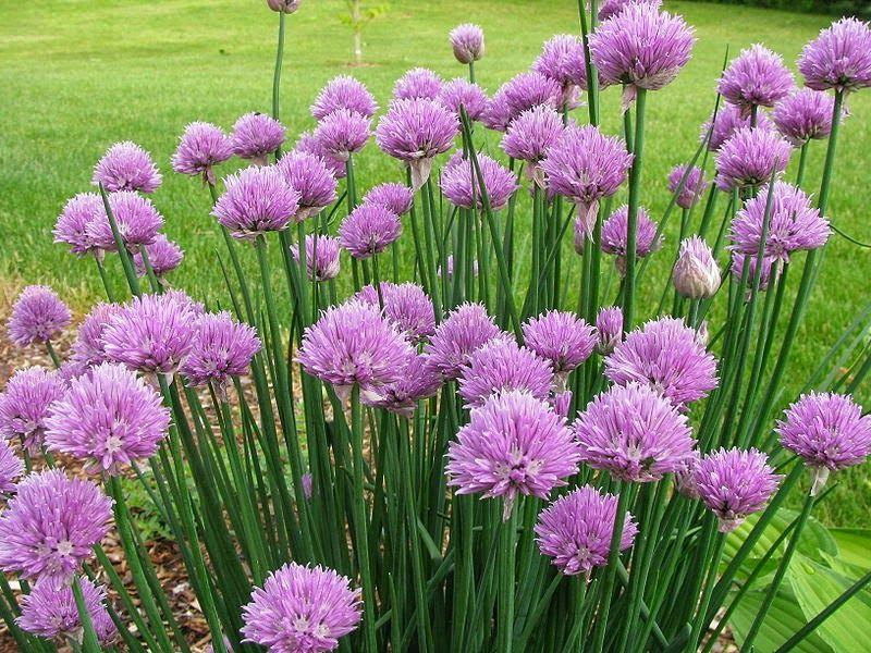 chive