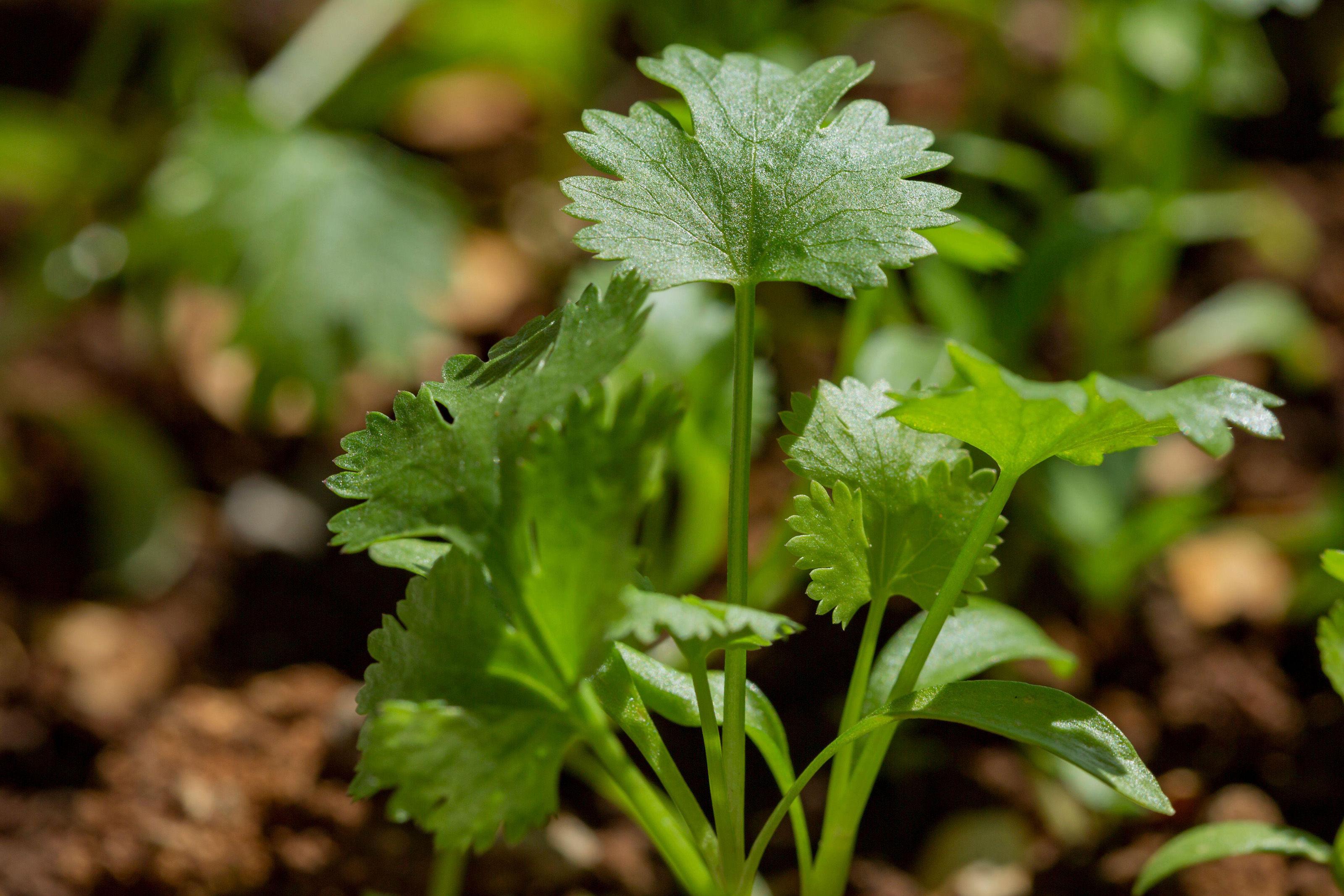 cilantro