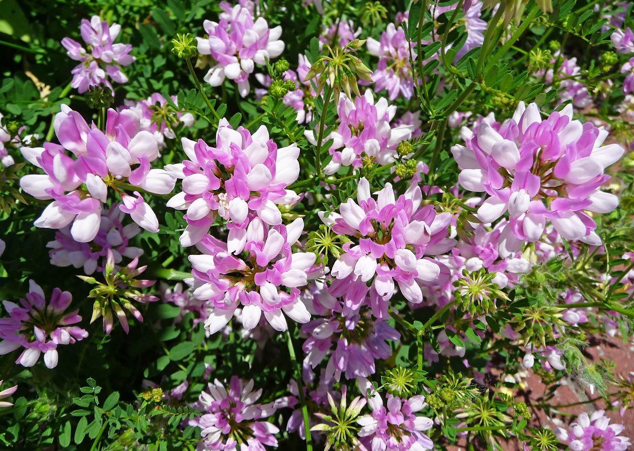 crownvetch