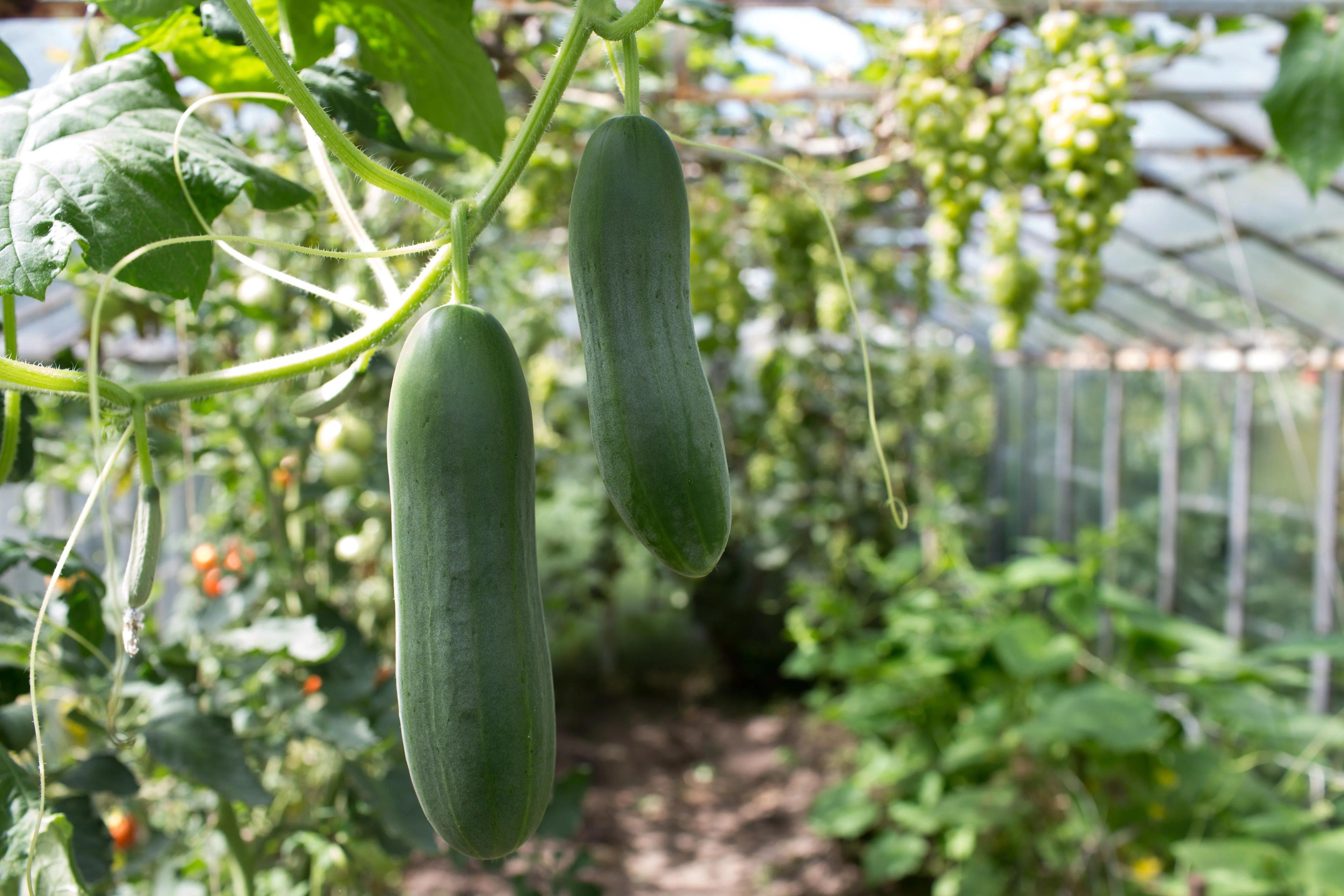 cucumber