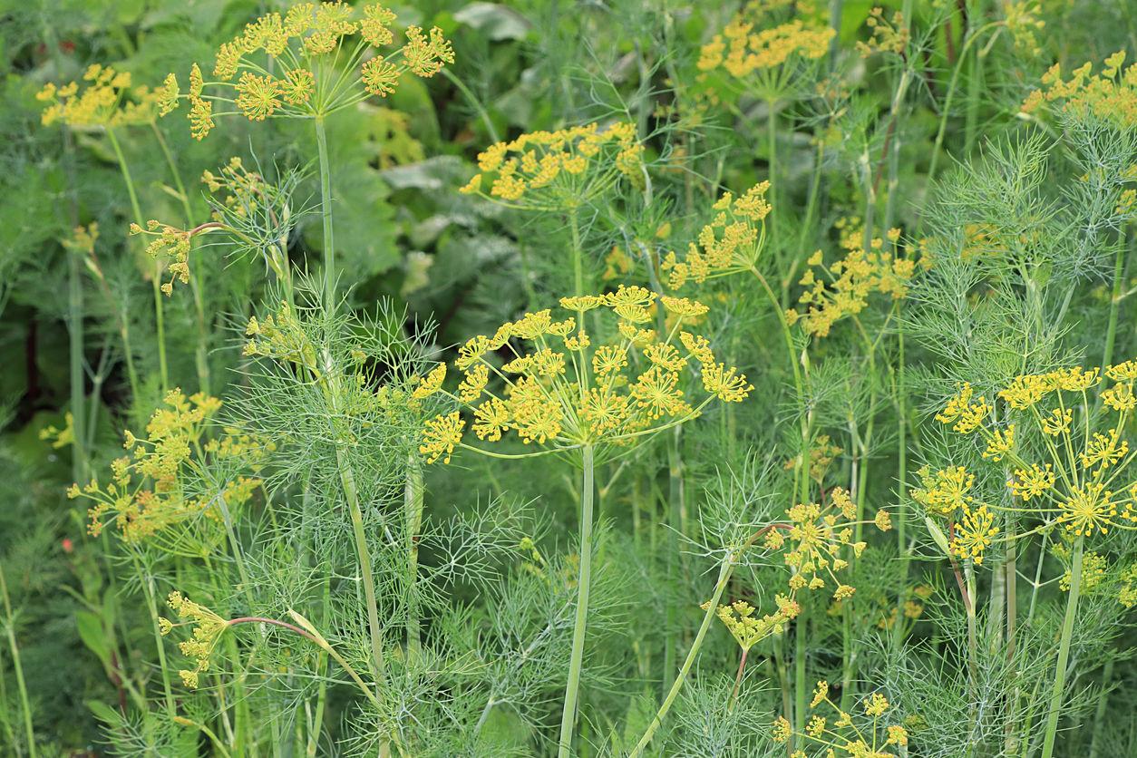 dill