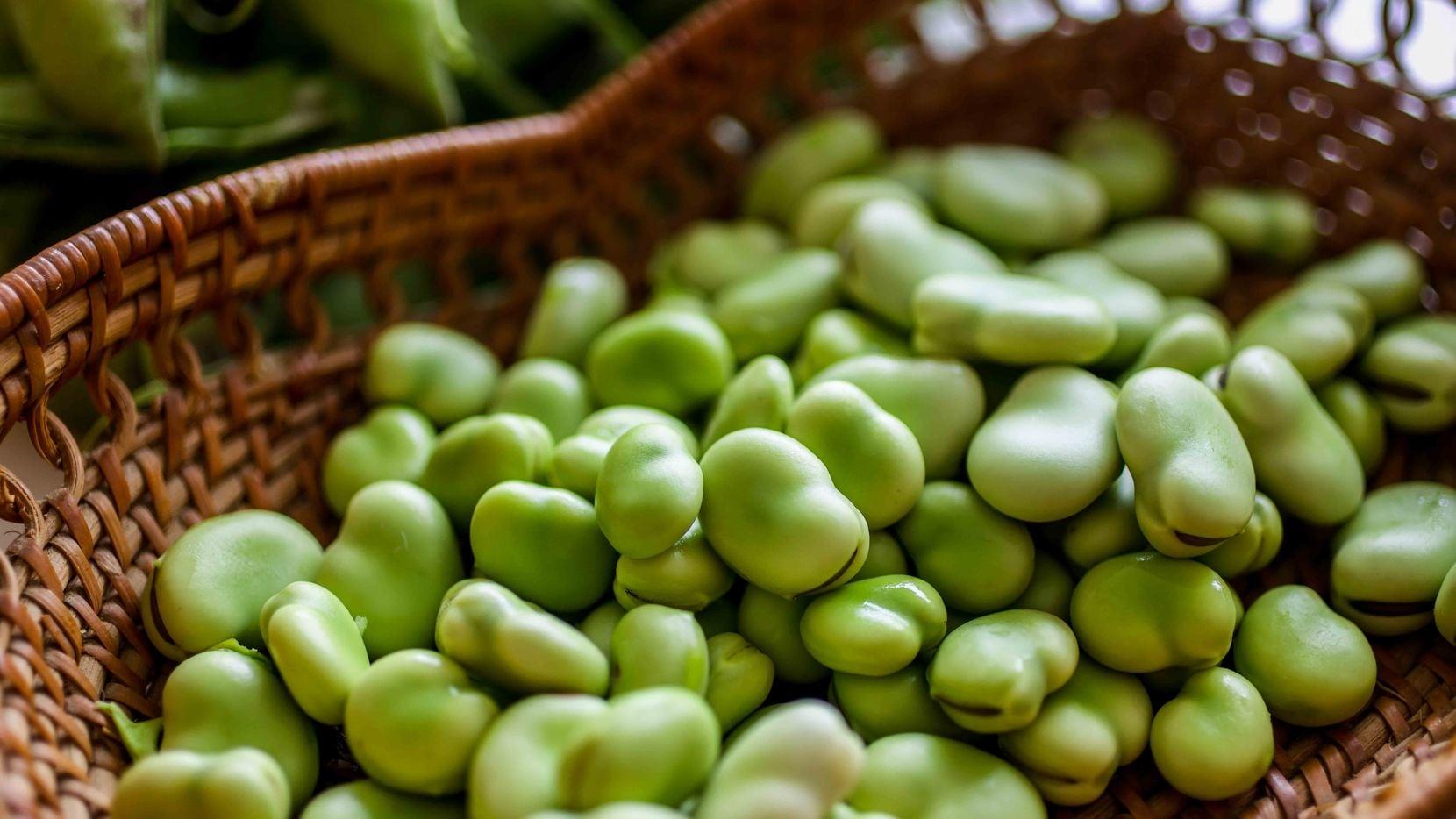 fava bean