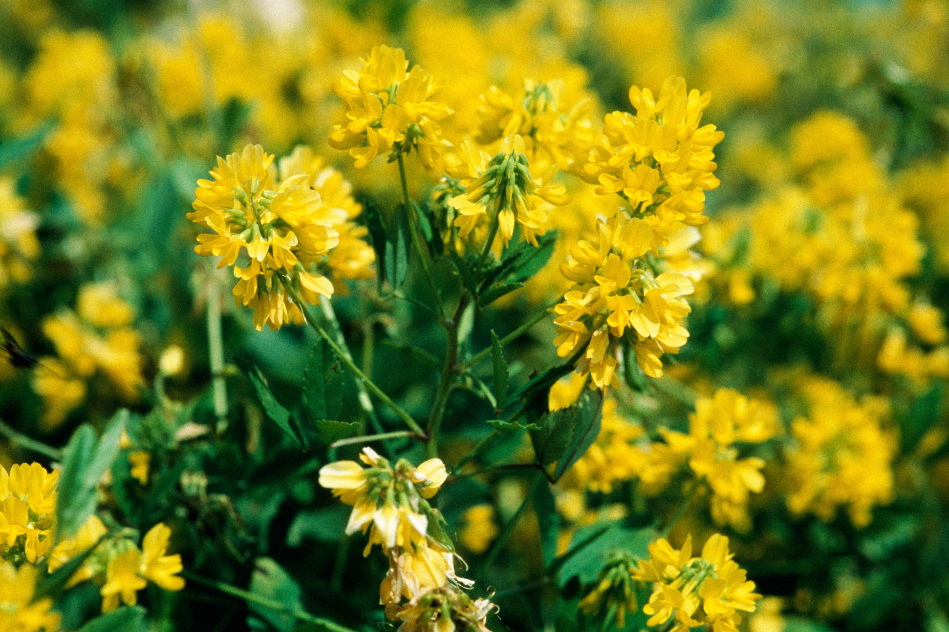 fenugreek