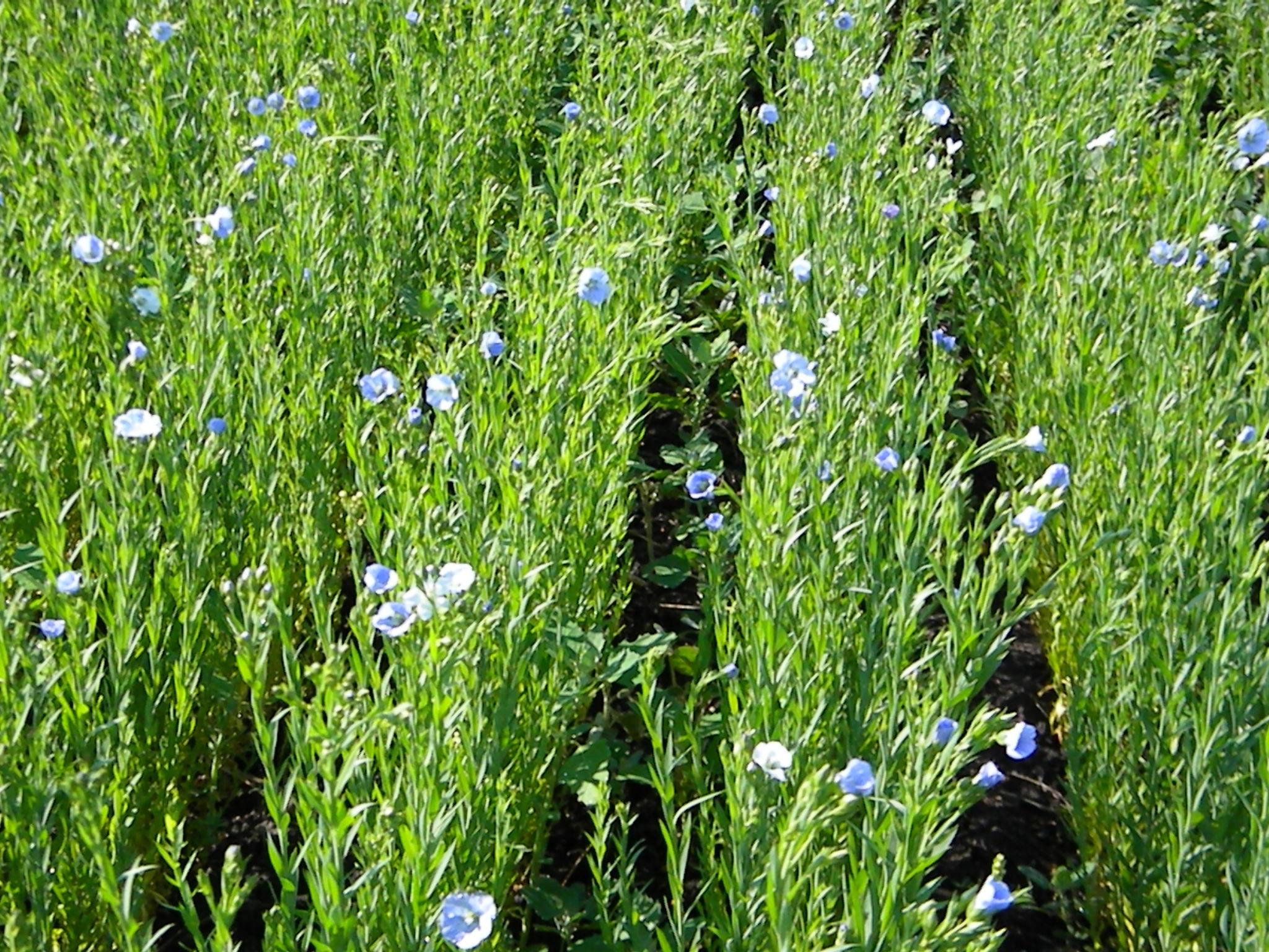 flax