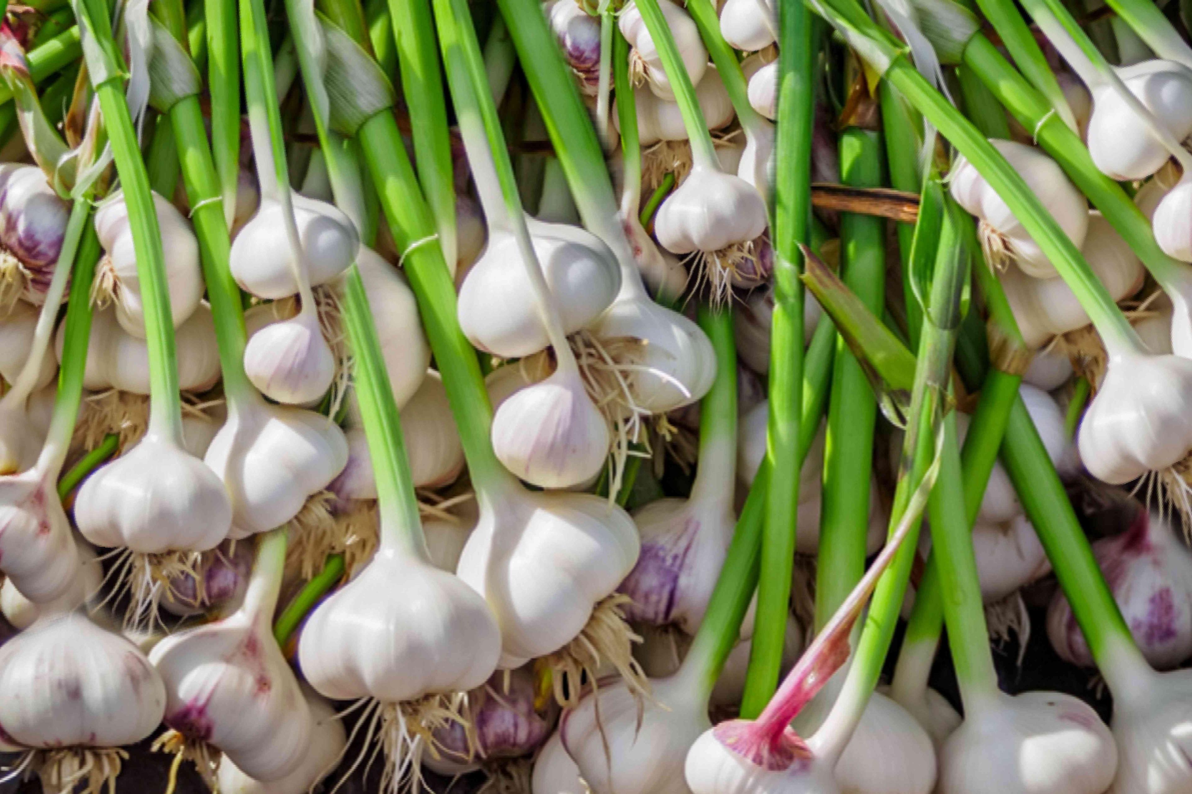 garlic
