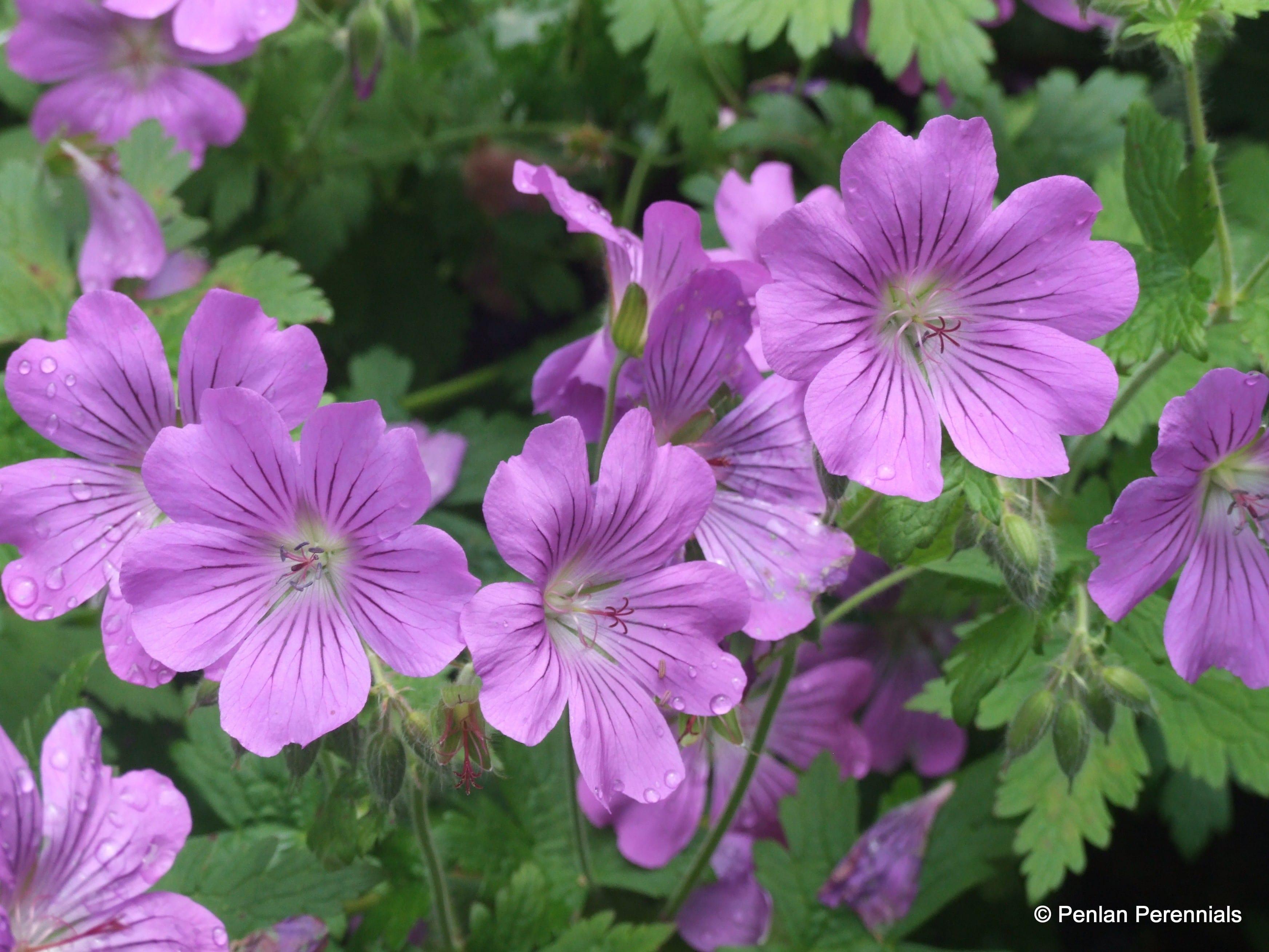 geranium