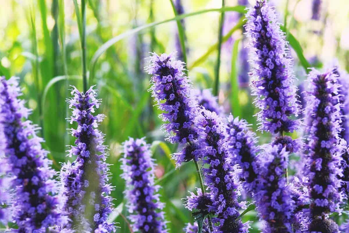 hyssop