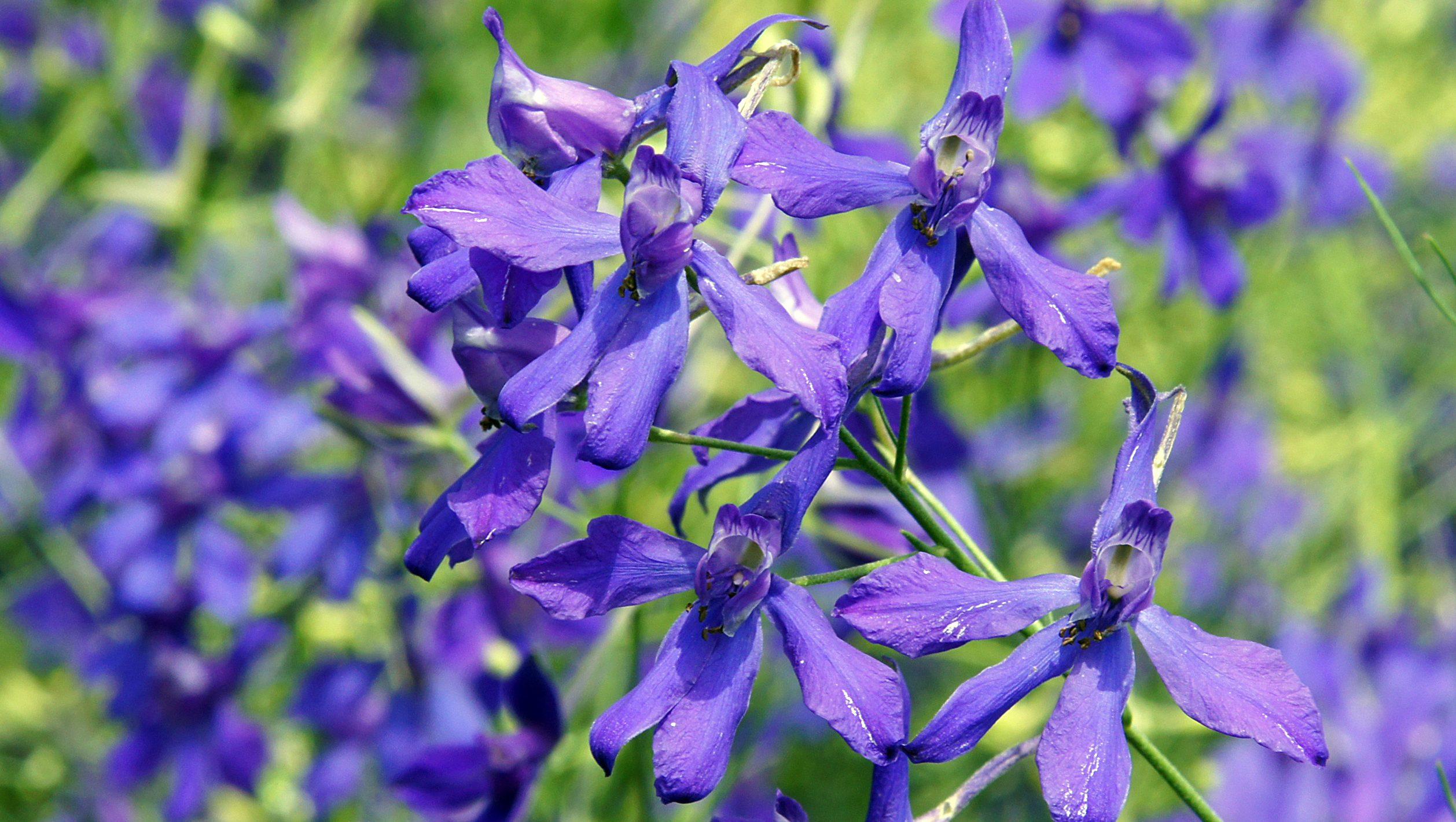 larkspur