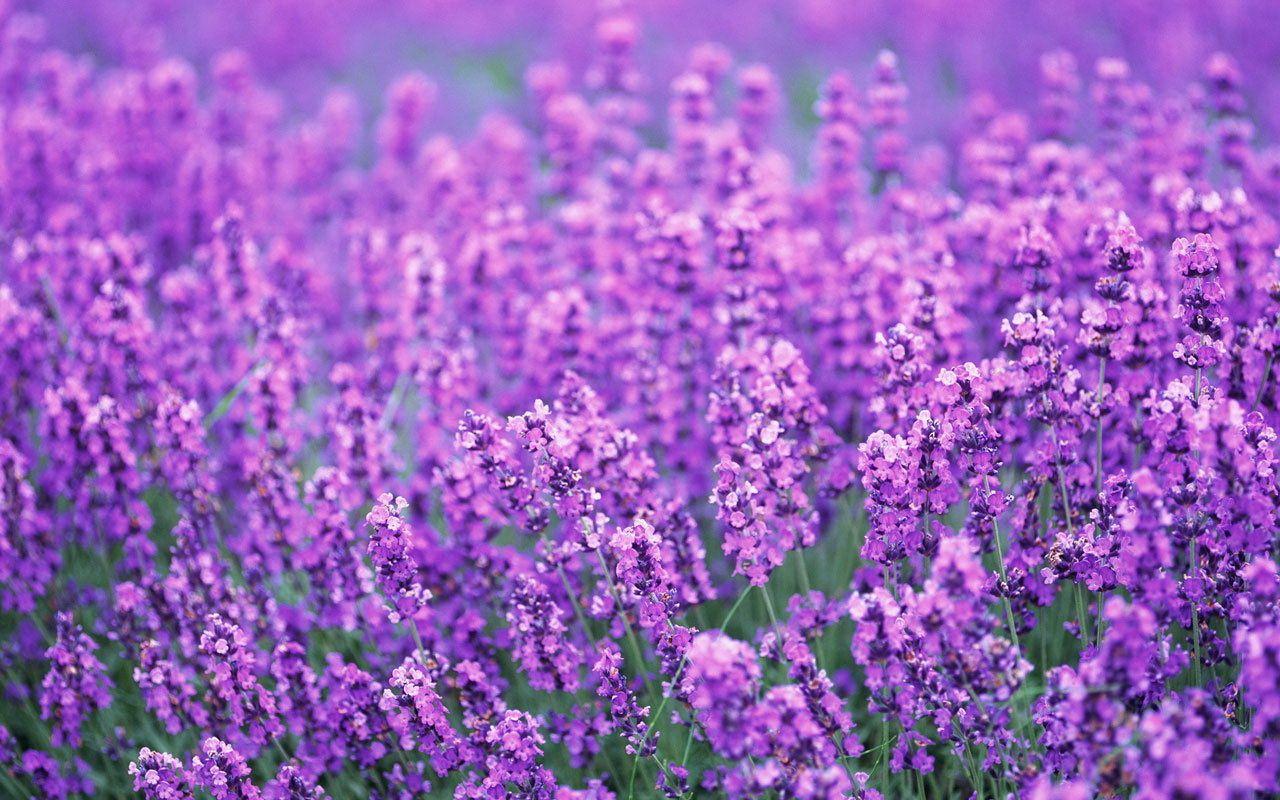lavender