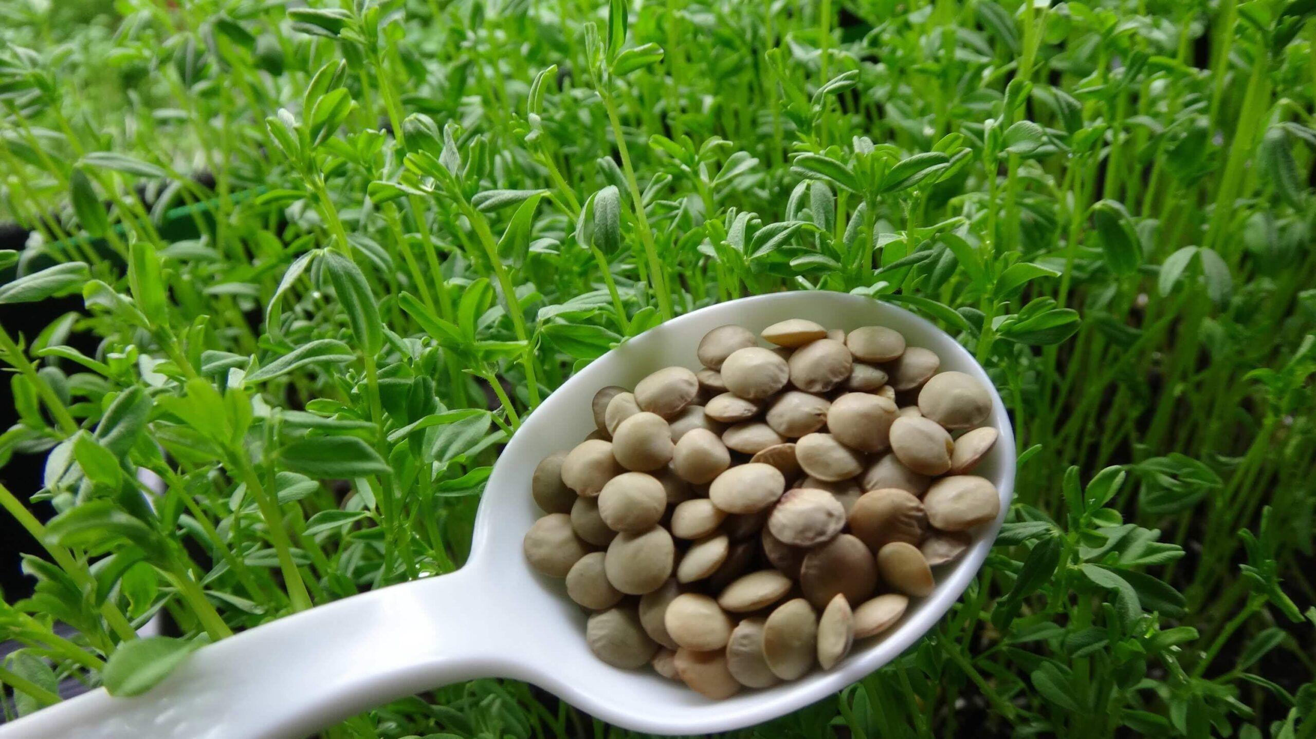 lentil