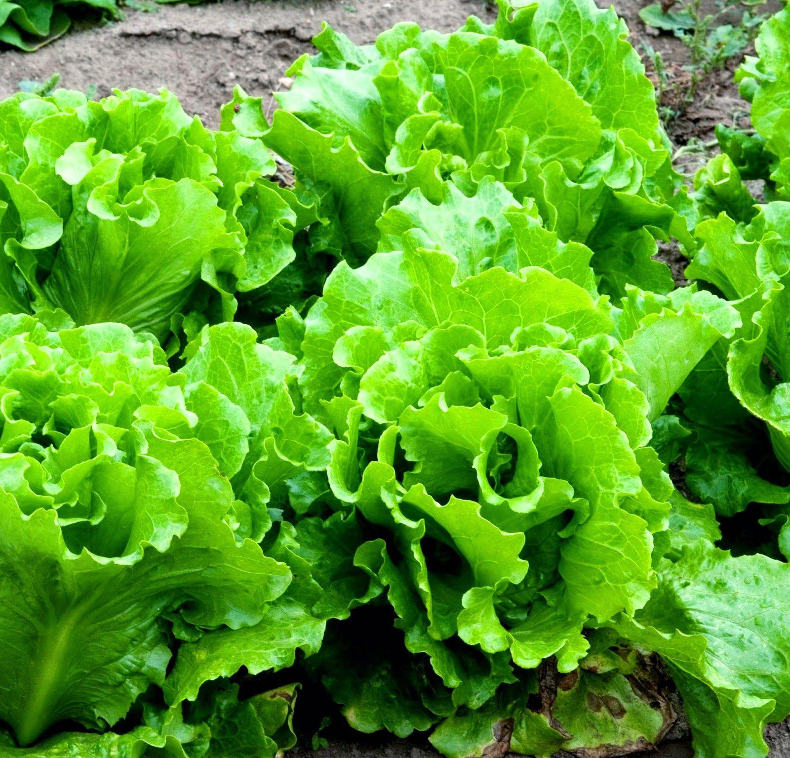 lettuce