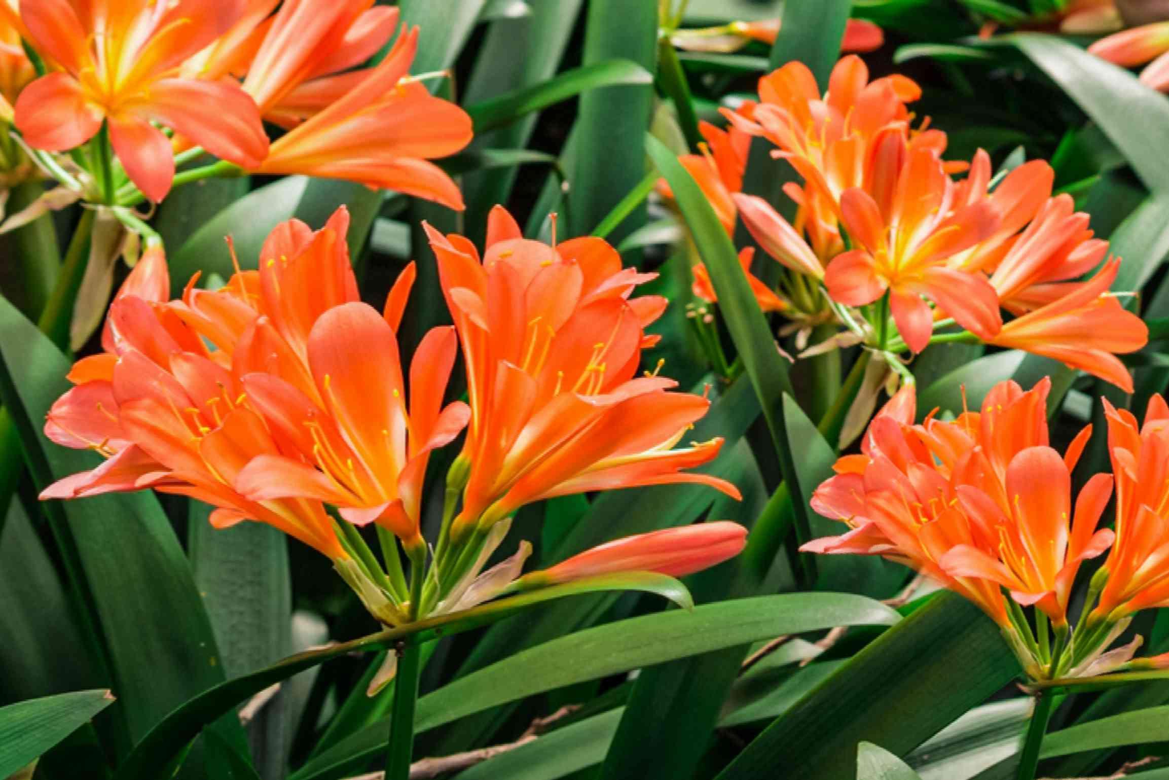 lily