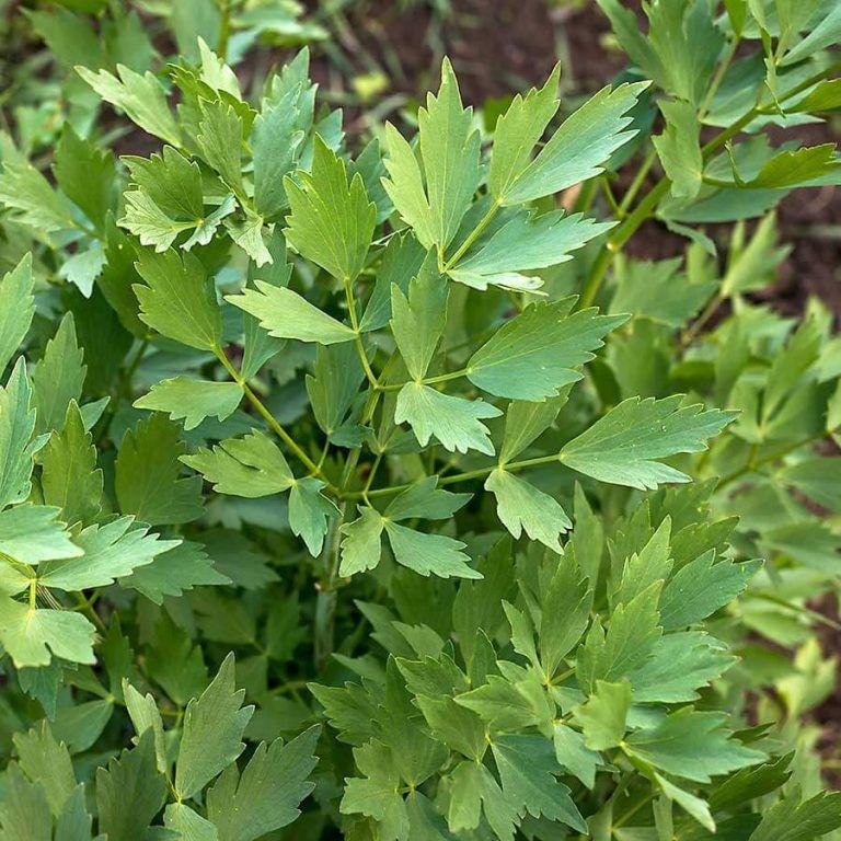 lovage
