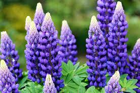 lupin