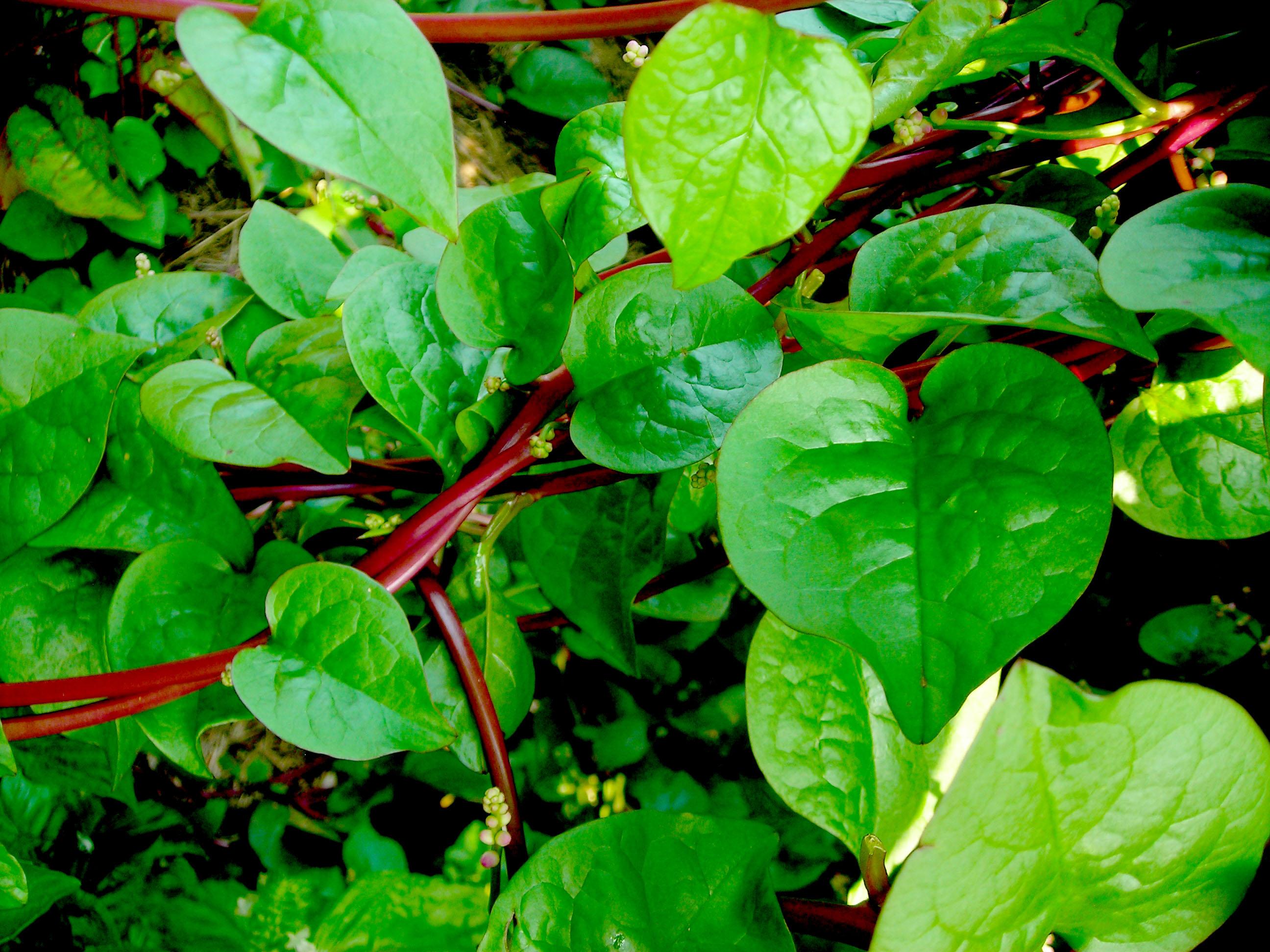 malabar spinach