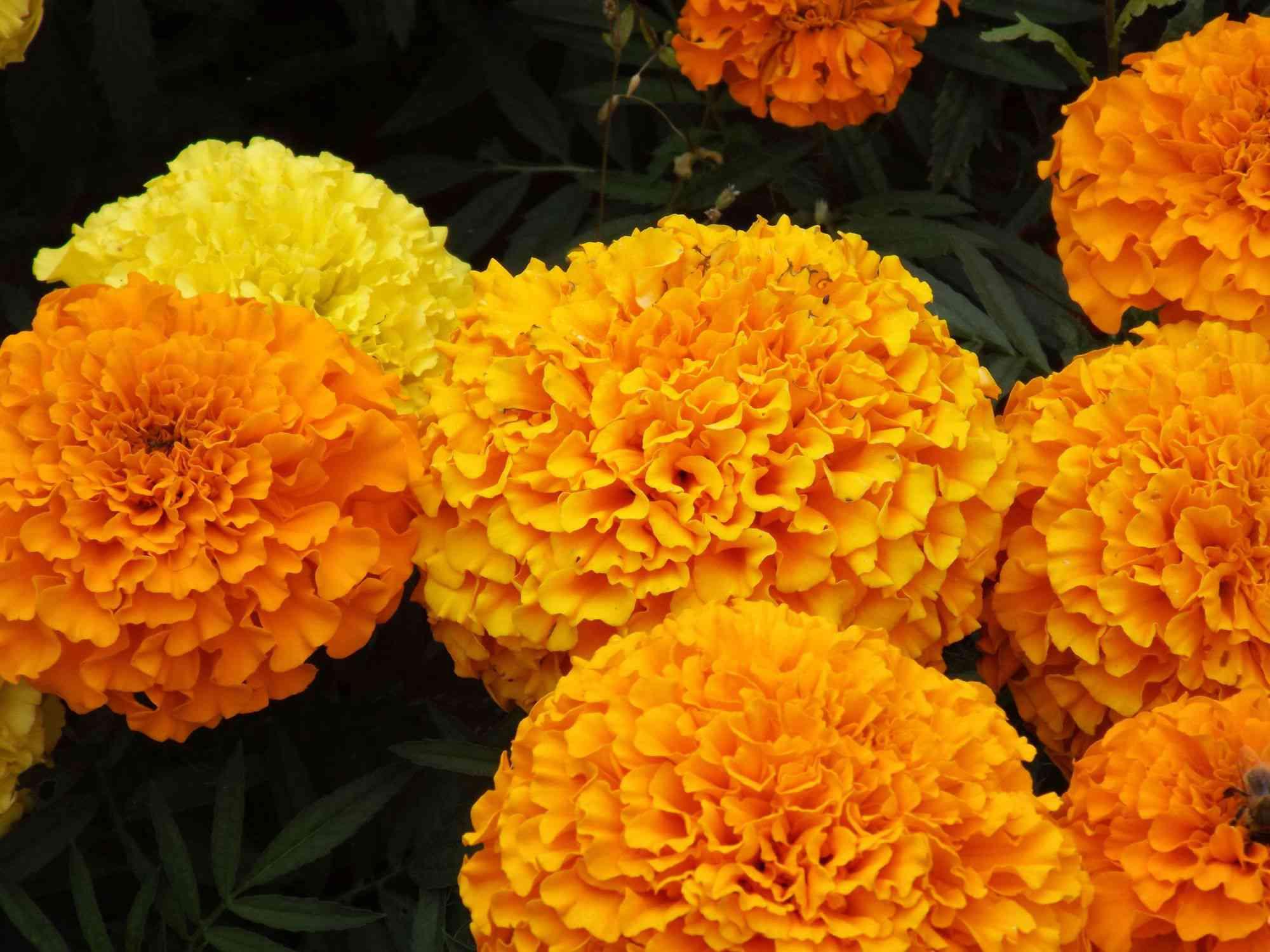 marigold