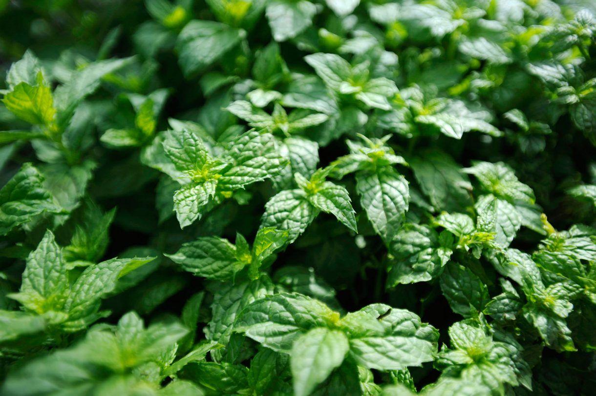 mint