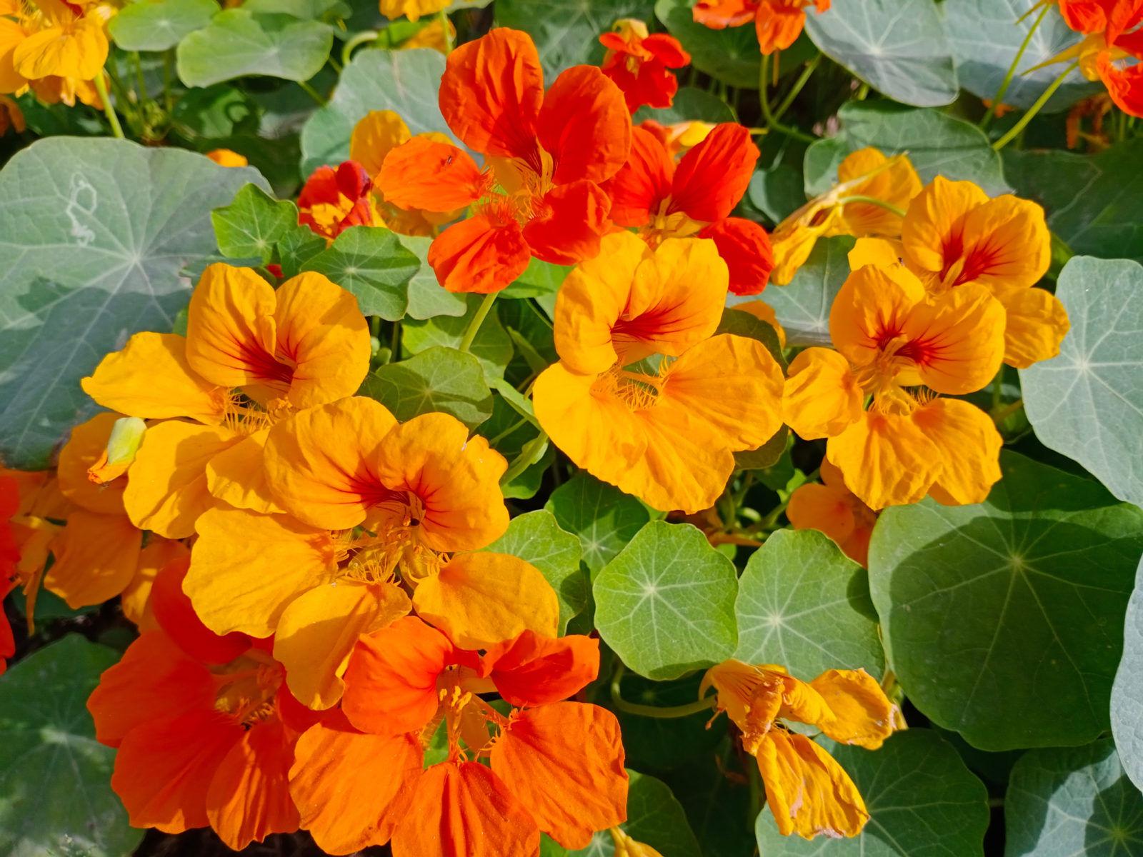 nasturtium