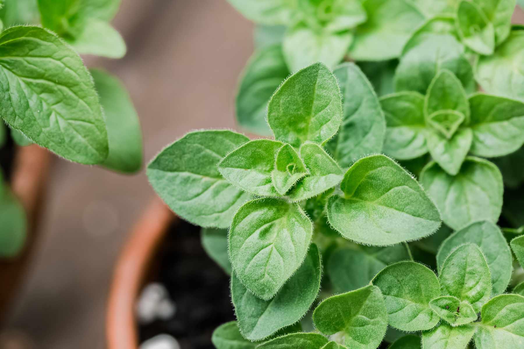 oregano