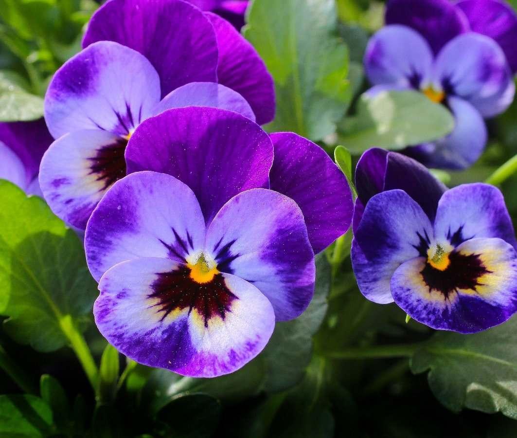pansy