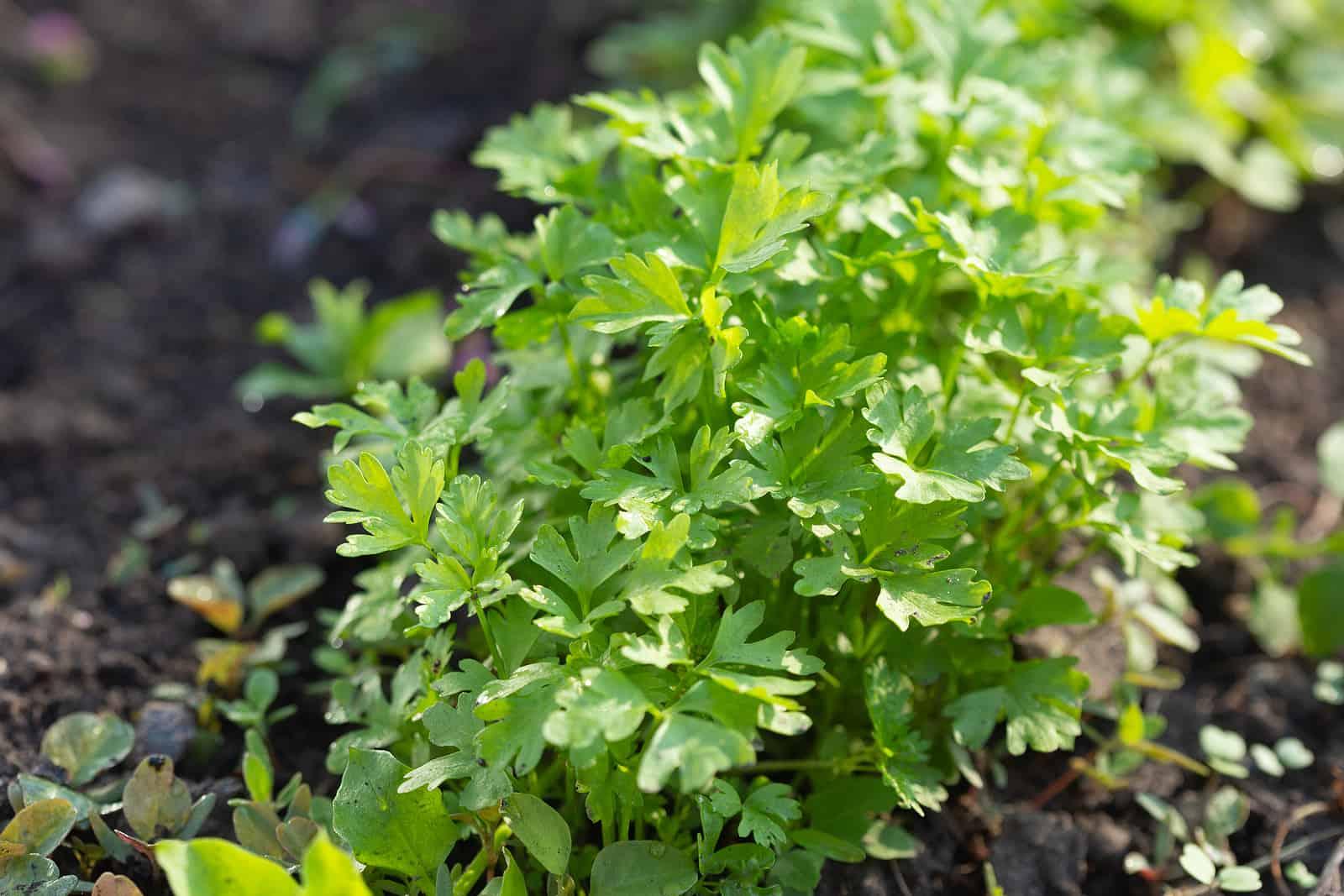 parsley