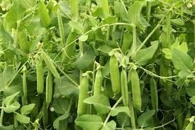 pea