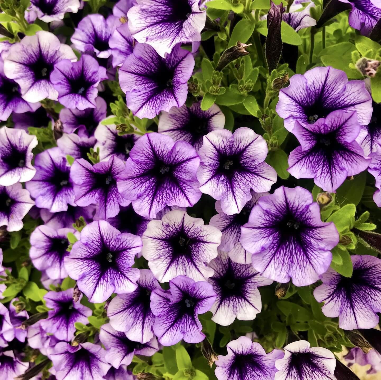 petunia
