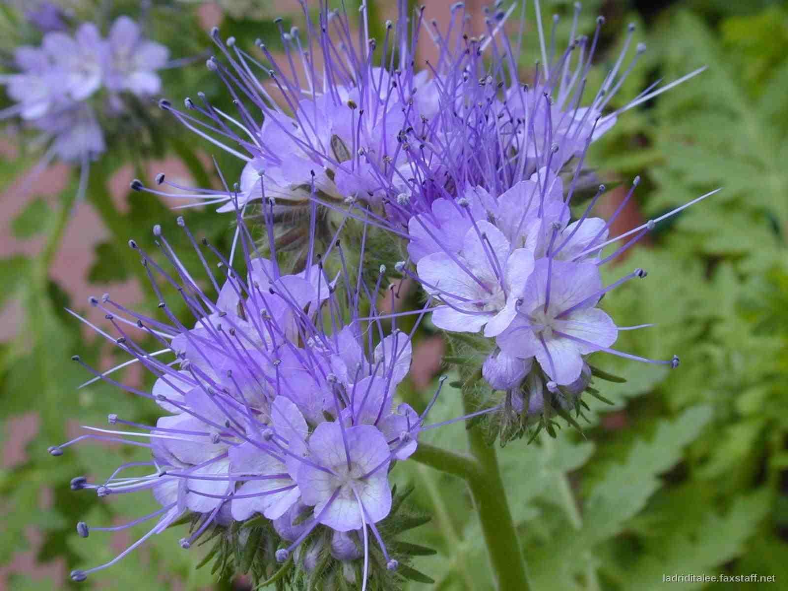 phacelia