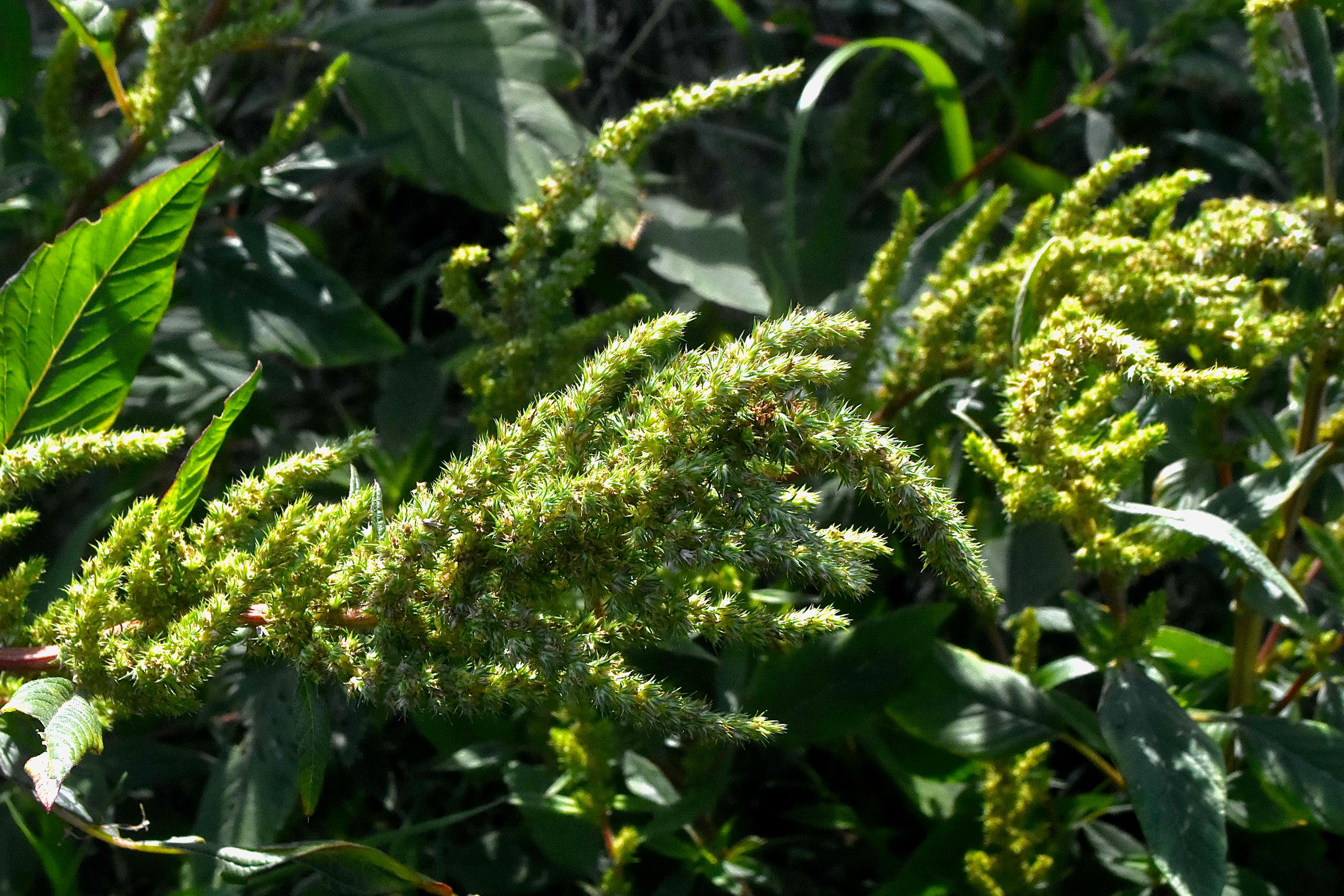 pigweed