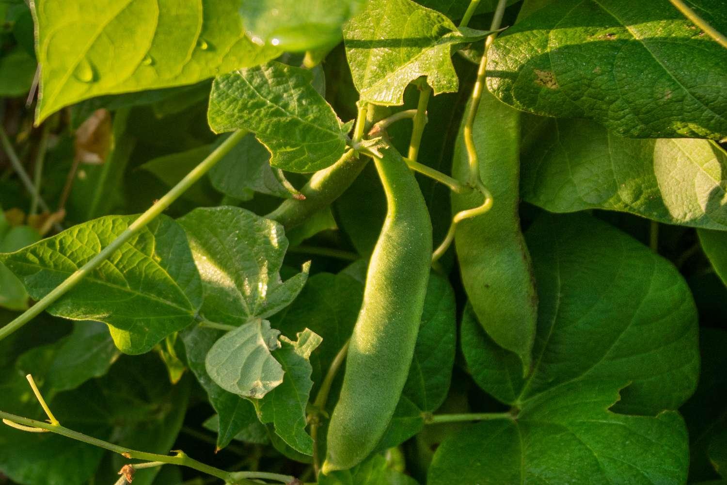 pole bean