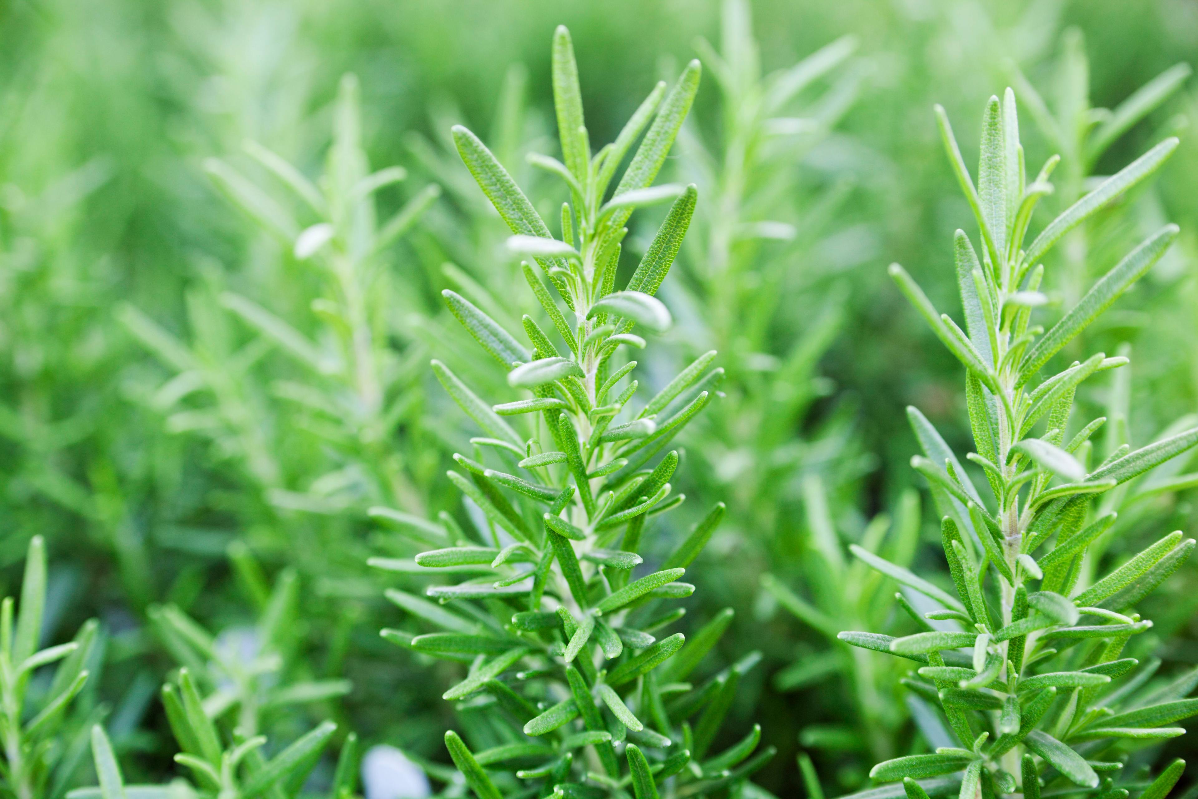 rosemary