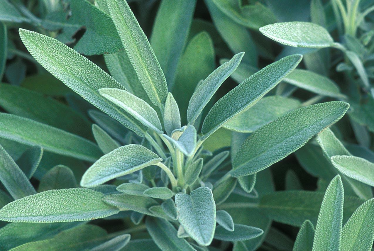 sage