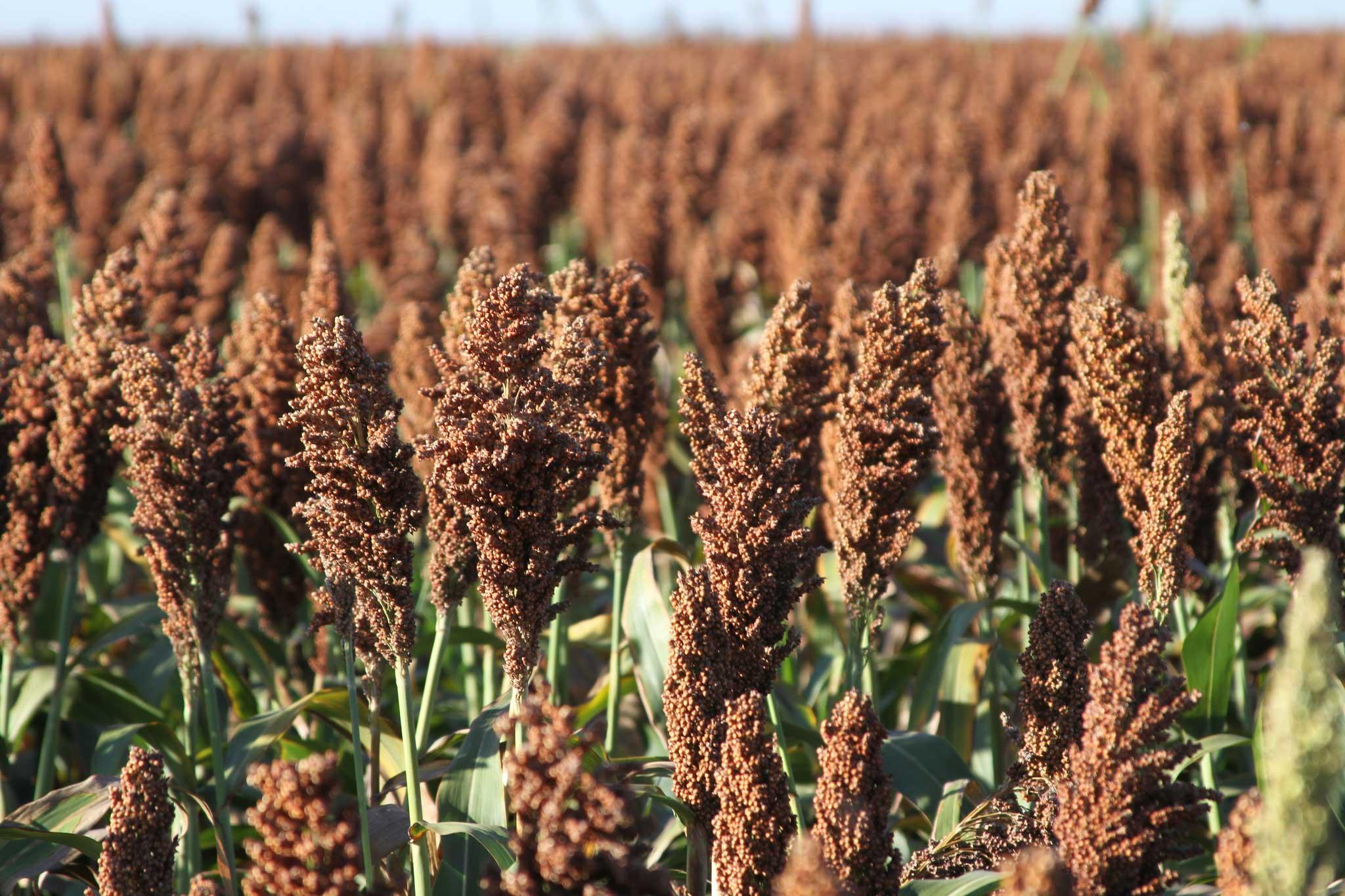 sorghum