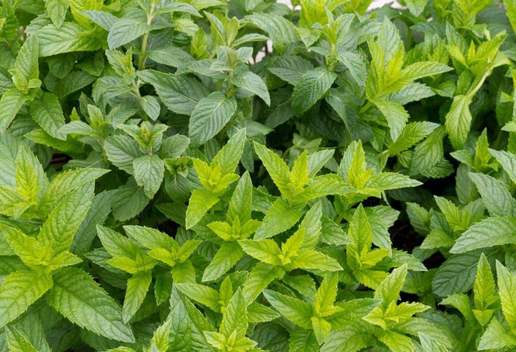 spearmint