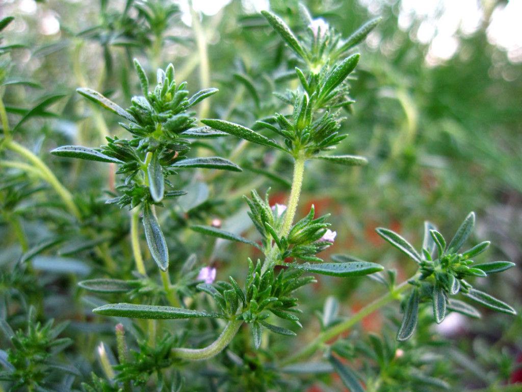 summer savory