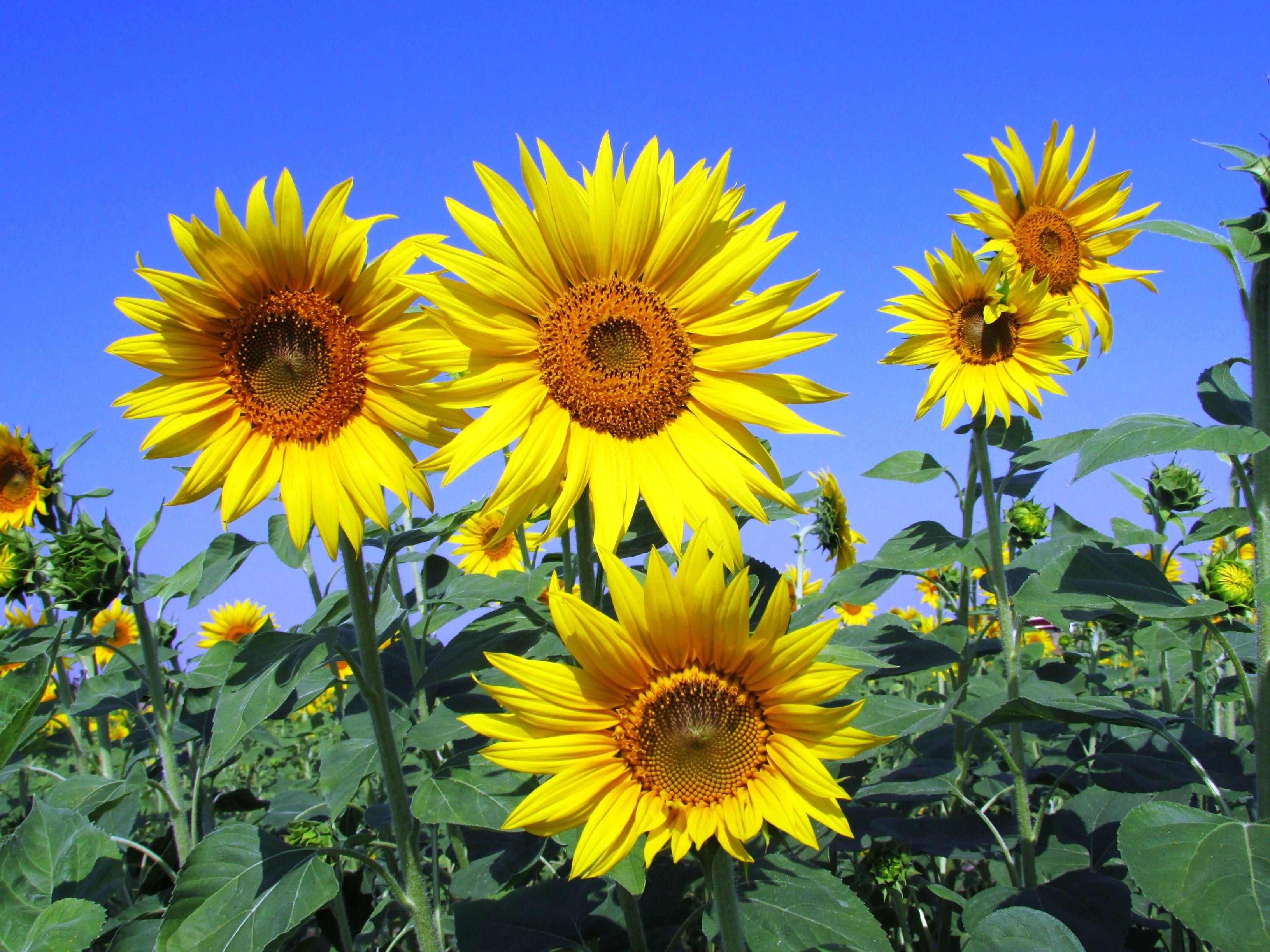 sunflower