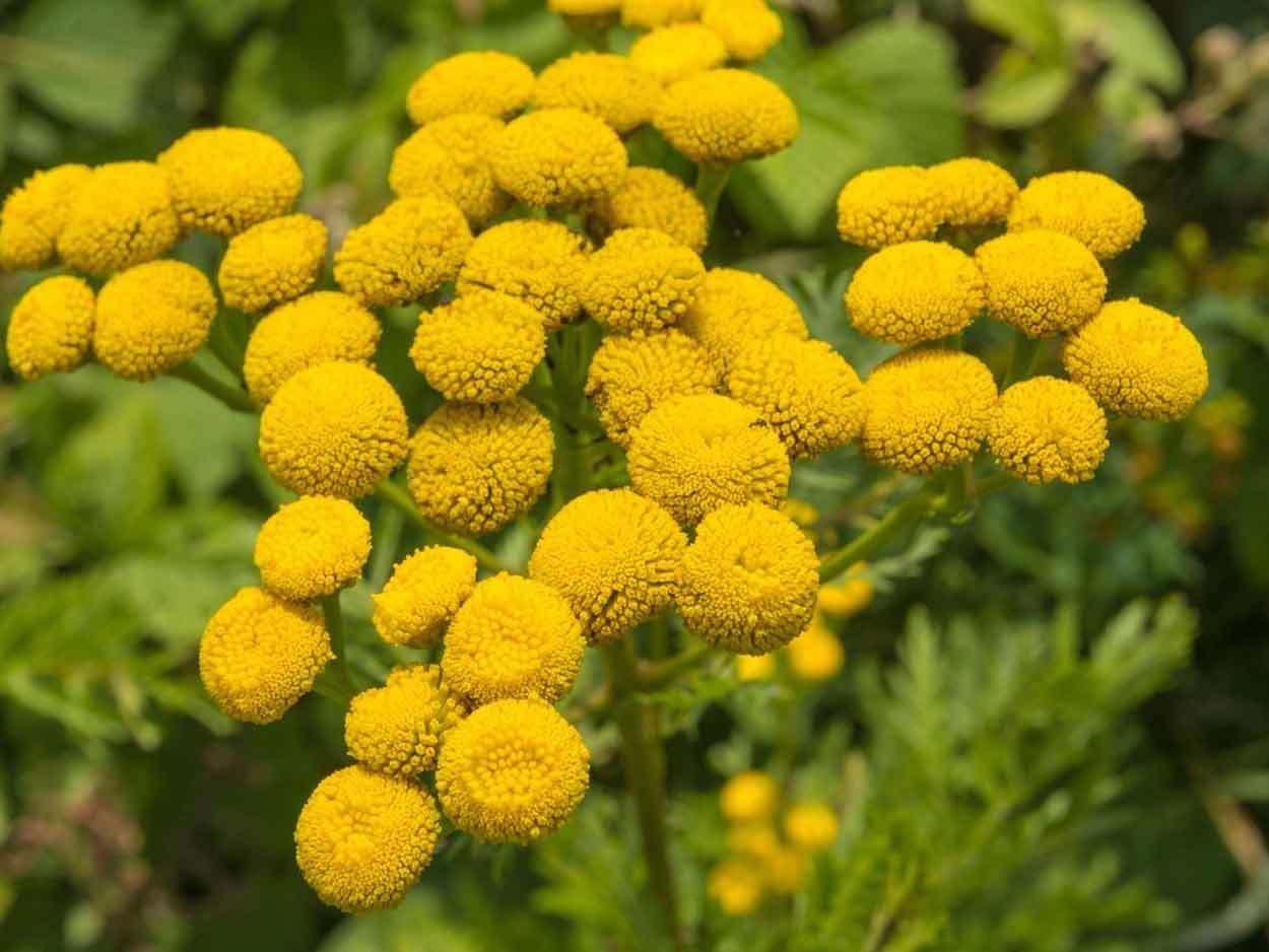 tansy