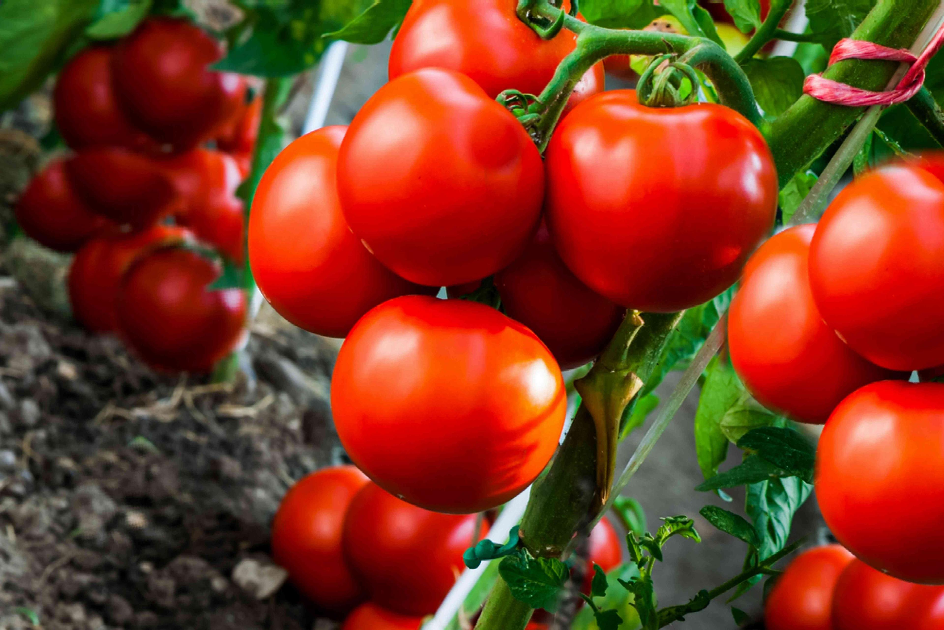 tomato